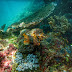 Raja Ampat: World Best Diving and Snorkeling Spot