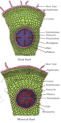 Dicot Root and Monocot Root difference