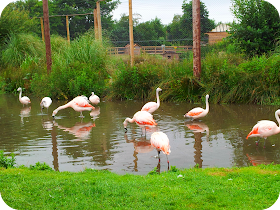 flamingos, wingham wildlife park