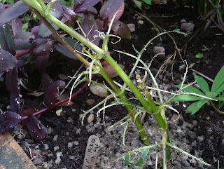 Dahlia eaten by slugs Green Fingered Blog