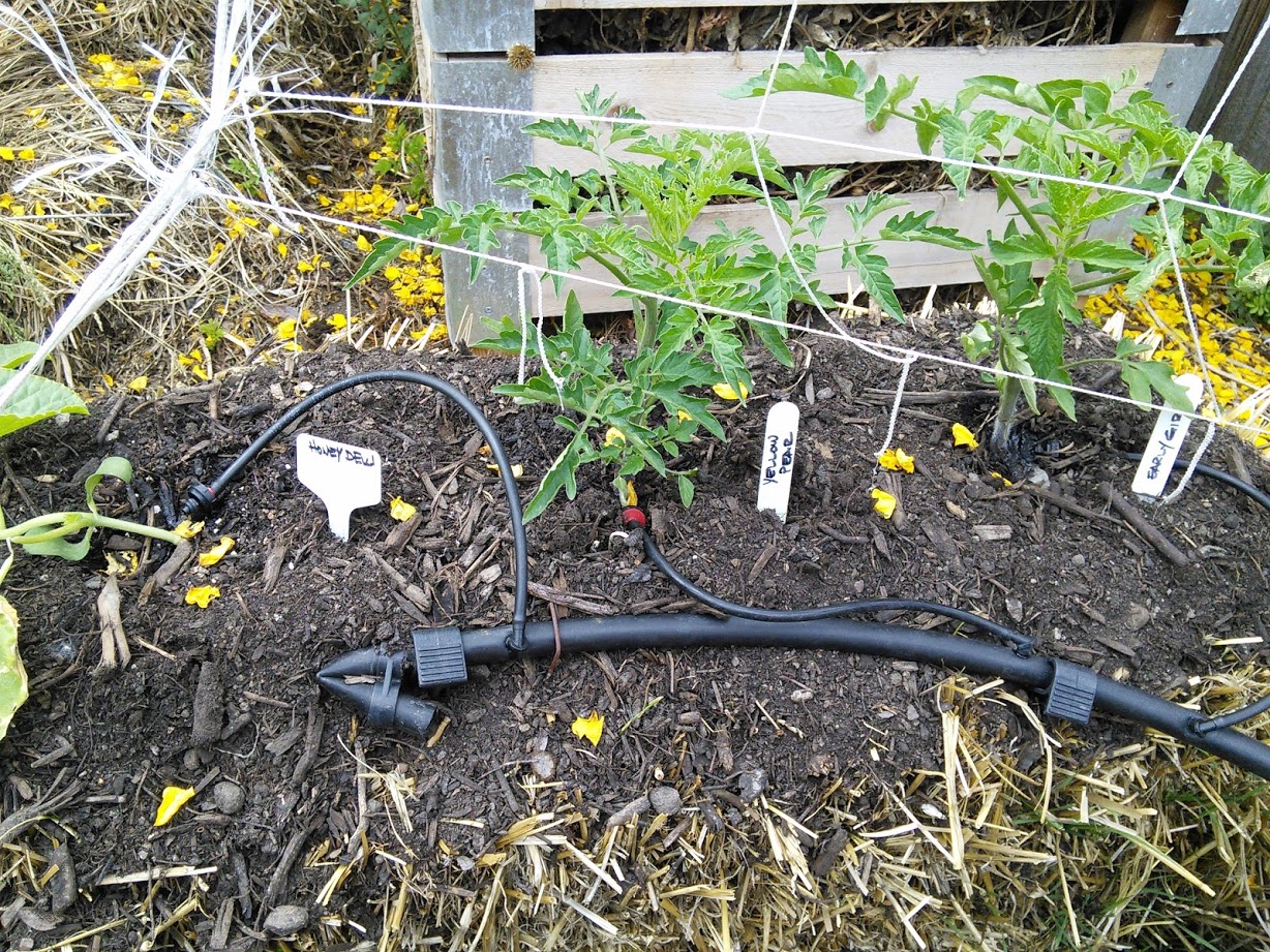 Mostly Tomato Mania May 2014