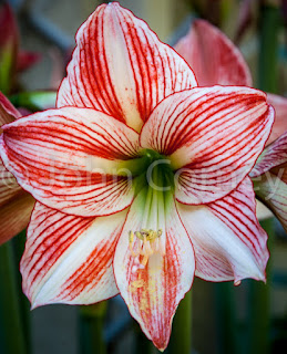 Candy Cane amaryllis flower