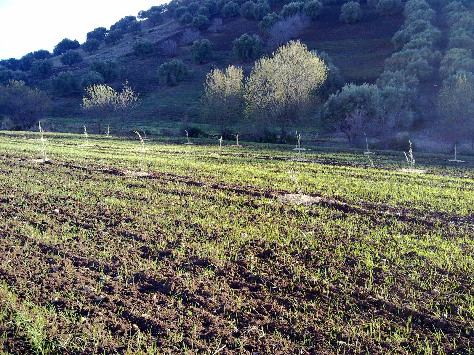 الخطوات الصحيحة لغراسة وزراعة شجر الزيتون