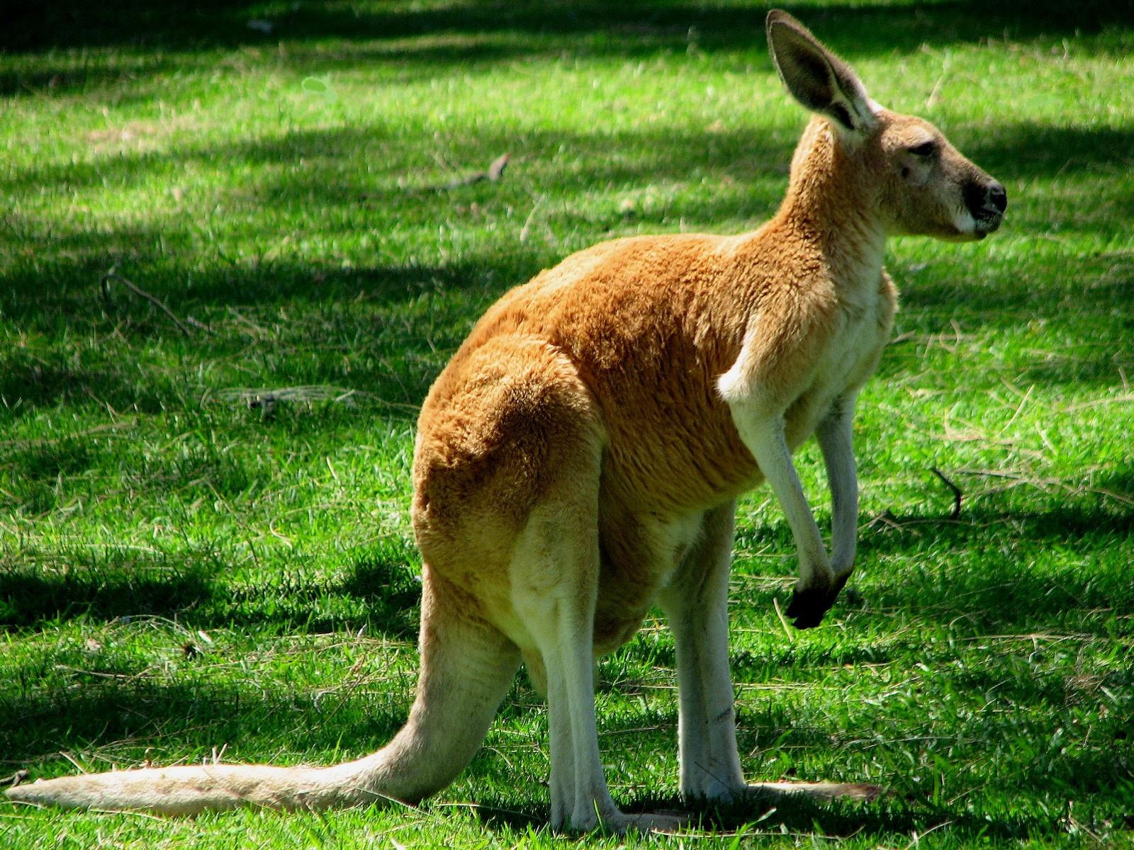 Nice-Animal-Grey-Kangaroo-Sitting-Picture