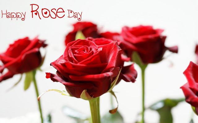Best Image and Wallpaper Happy Rose Day 2017 