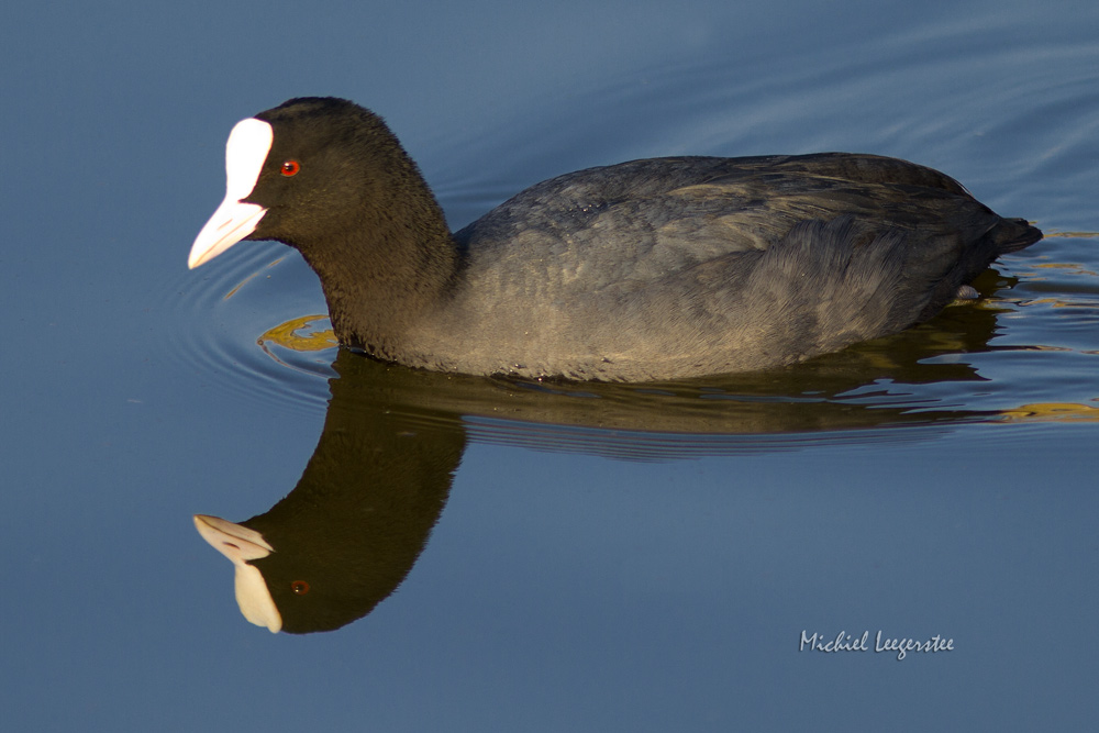 Belevingsfotografie: Meerkoet + Waterhoen (Rallen)