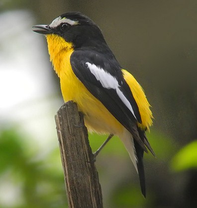Mengenal Jenis Burung Sikatan Emas Dari Dekat Dan Ciri Cirinya