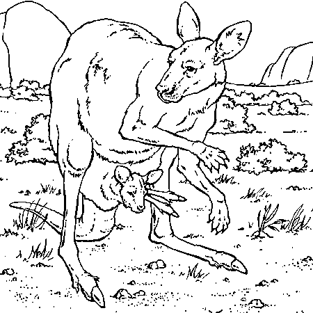 Tranh tô màu hai mẹ con kangaroos 8