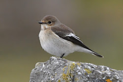 flycatcher pied bird orme craic wales north