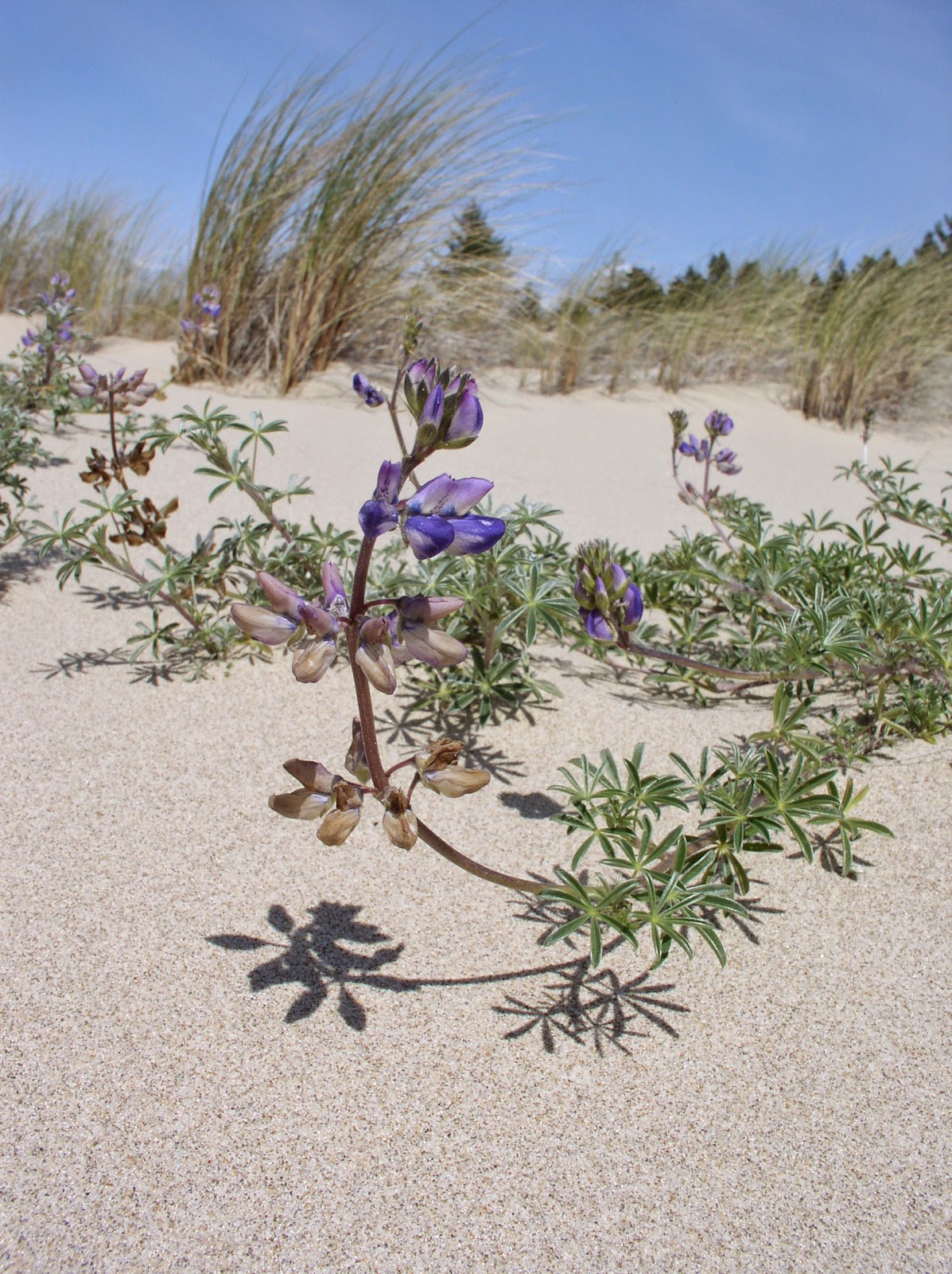 John Burridge Sand Dune Plant