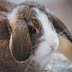 L'alimentation des lapins : Quels sont les aliments que peut manger un lapin