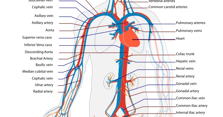 What are arteries, veins and capillaries - Human body for kids - Ency123