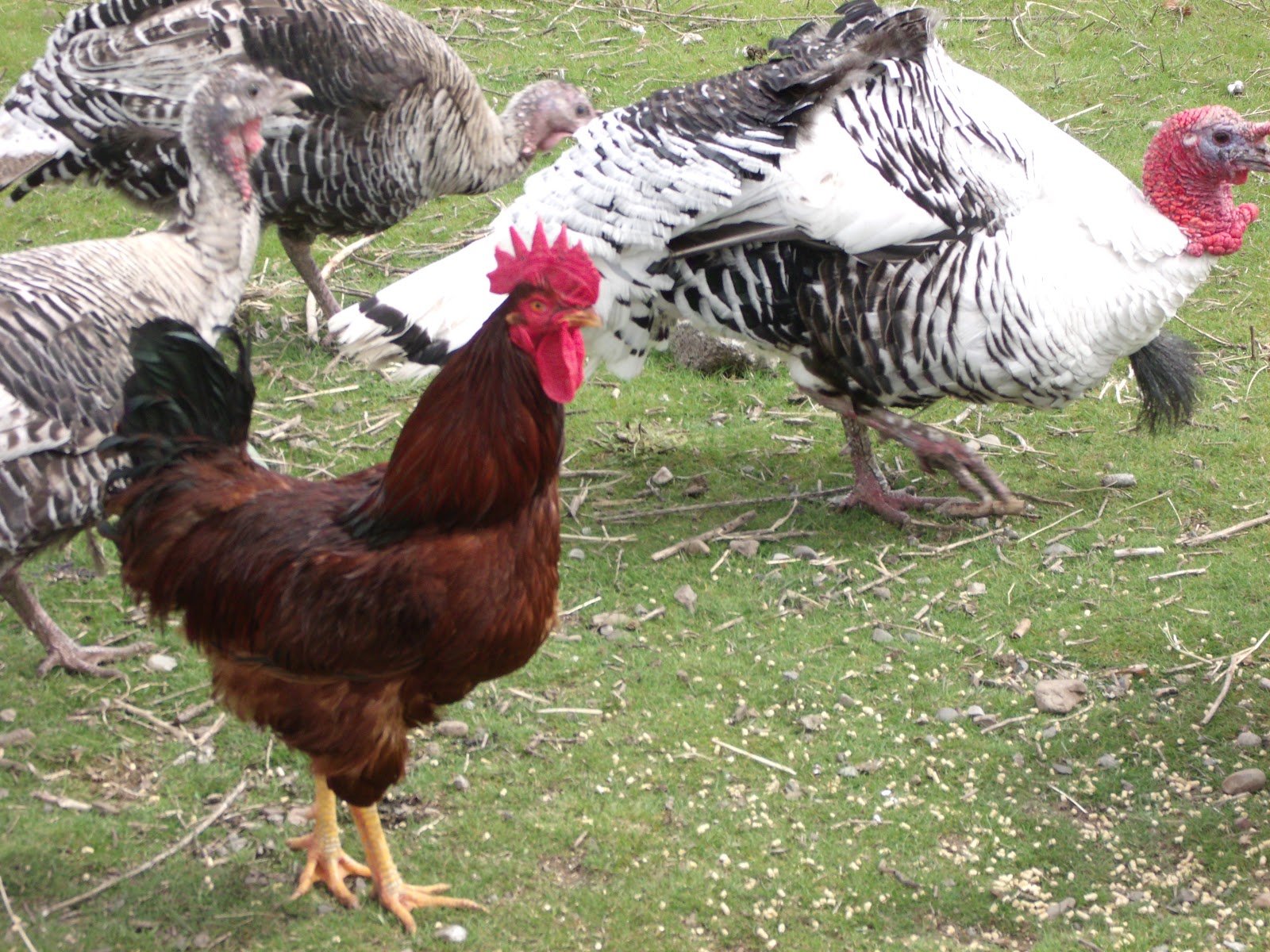 Animals That Lay Eggs Pictures on Animal Picture Society