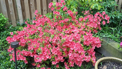 Future Plants By Randy Azaleas Evergreen Hybrids Azalea Belgian Indica Hybrids Developed From Rhododendron Simsii And Unless Noted Are Generally Hardy Zones 8 To 11 Reach Up 6 Feet