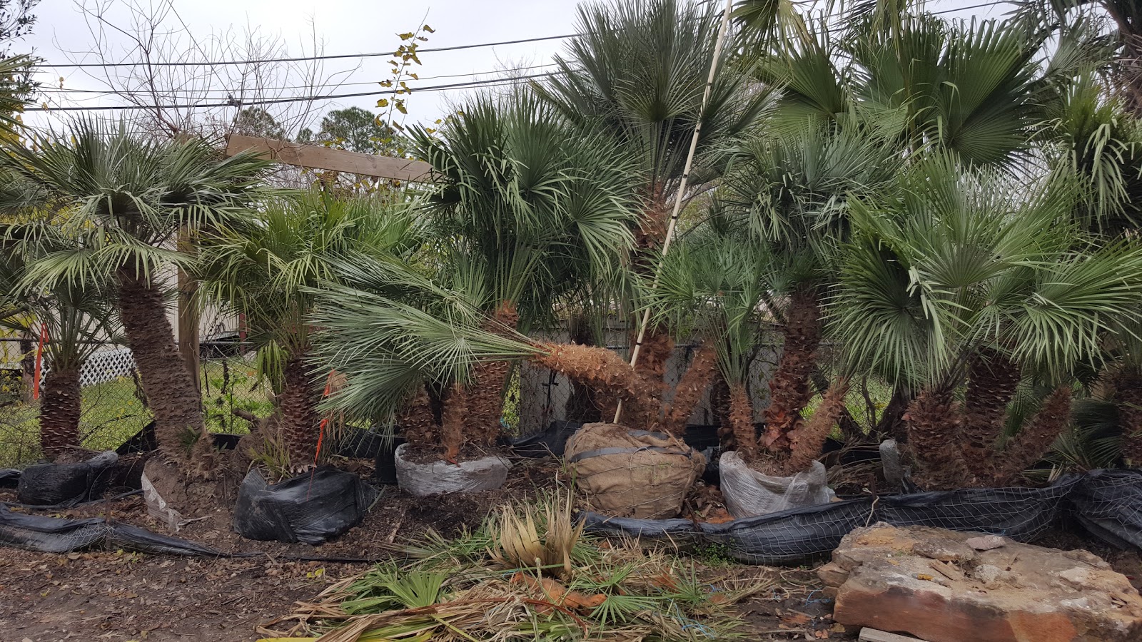 Cold Hardy Palm Trees in Houston 2016