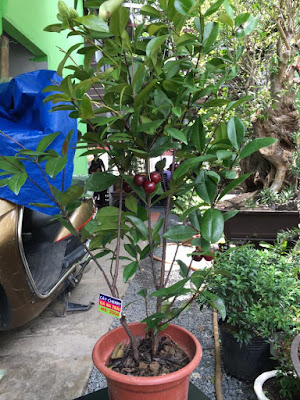 Cây Cherry có trái - Nhà vườn Khánh Võ - 8