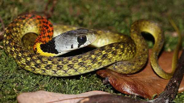 Mimpi Ular: Arti, Makna, dan Mitos yang Sering Terjadi