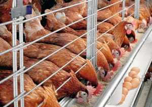 BUDIDAYA AYAM RAS PETELUR - Peluang Bali
