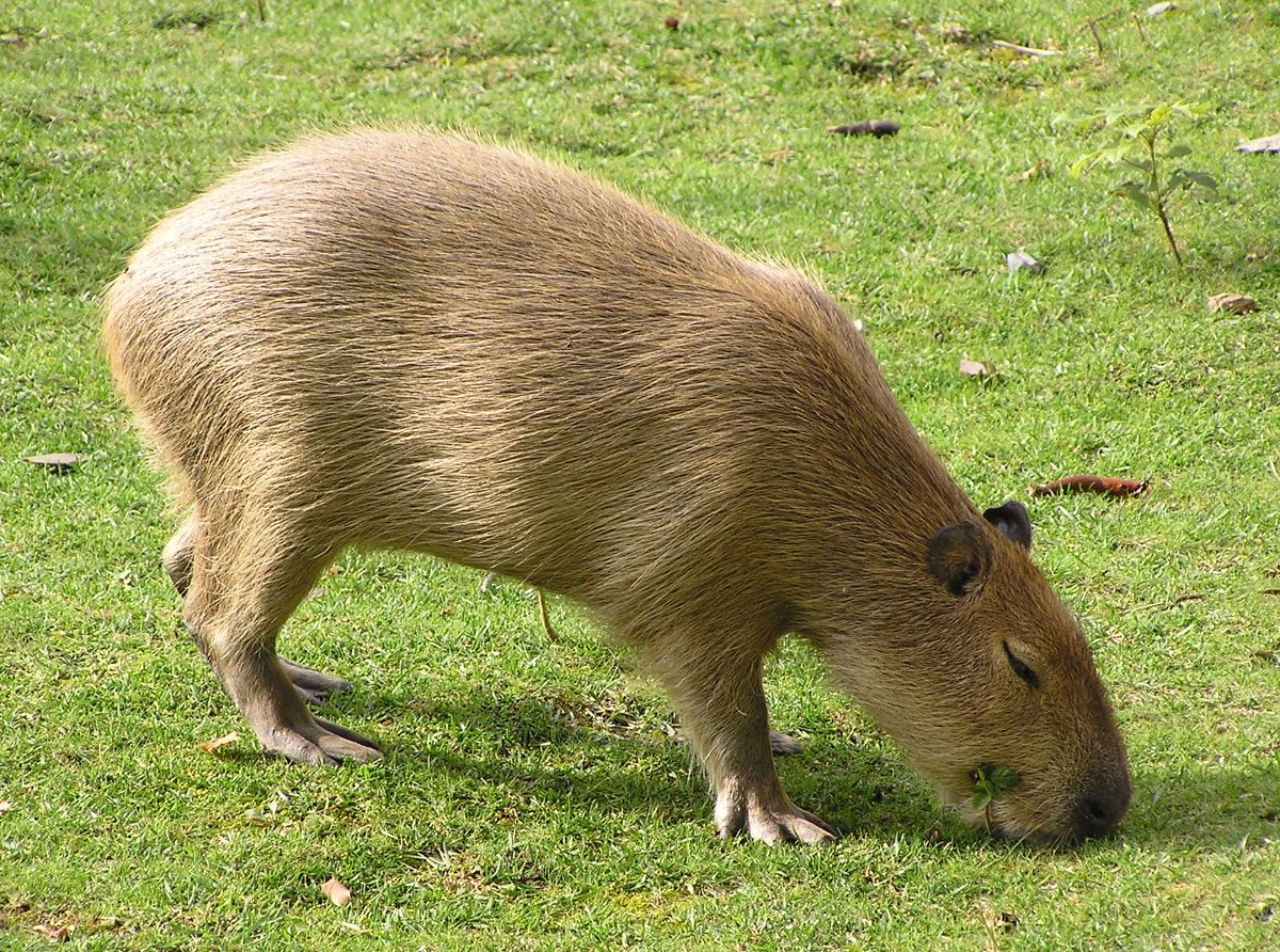 Rants, Raves And Reality With A Side Of Caffeine Capybara Looks Like