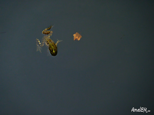 Ça titille les papilles !,Grenouille, Crapaud, Marre, Court d'eau