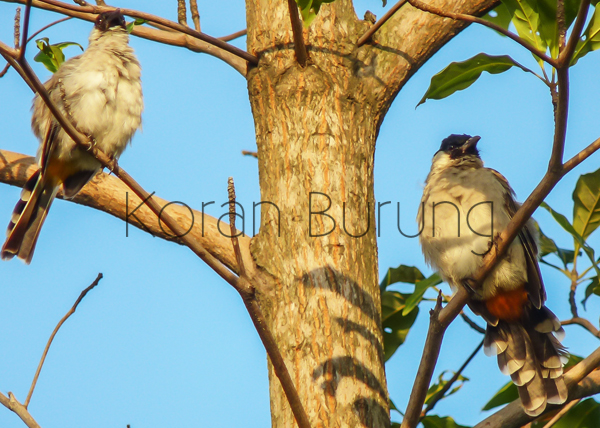 Cara Membedakan Burung Kutilang Jantan Dan Betina