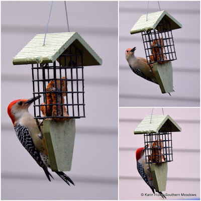 Feeding Bluebirds in Winter