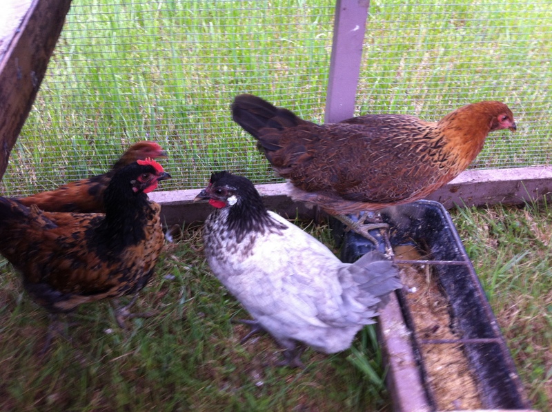 Are Chickens Really Dumb?