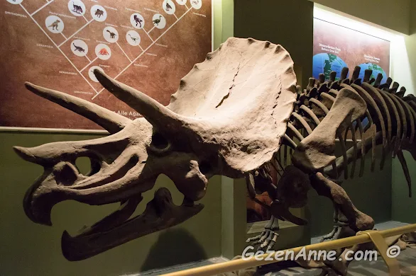 müzede sergilenen dinozor iskeleti, Jurassic Land İstanbul
