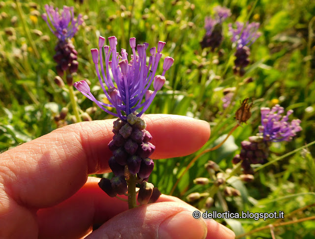 confetture di rosa,  ribes, lampone, piccoli frutti, amarene, fichi, prugne, gelatina di tarassaco, sali aromatizzati al timo, issopo, alloro, maggiorana, oleoliti alla lavanda, cipresso, salvia, rosmarino, iperico, ghirlande addobbi con fiori secchi ortica e erbe essiccate