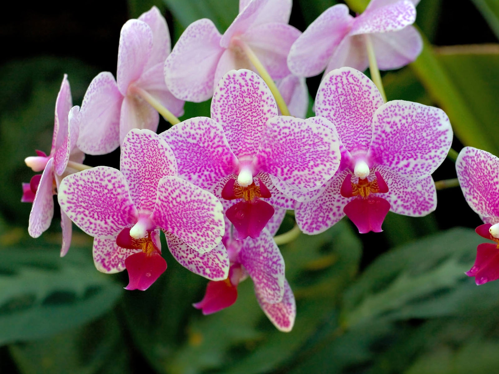 5.Orchid ~ top 10 flowers of love
