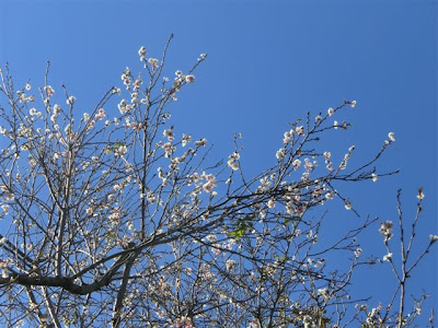 長谷寺十月桜