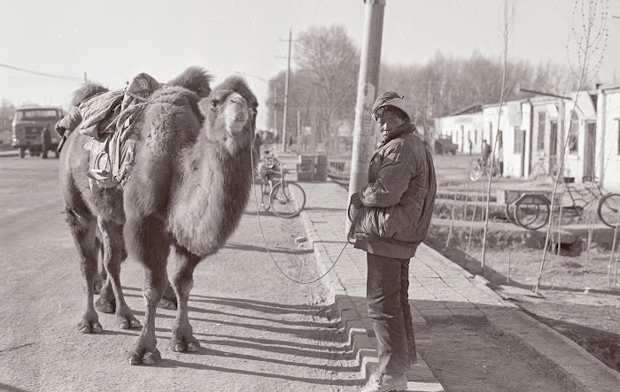 Qinhaï, Golmud, chameaux, © L. Gigout, 1990