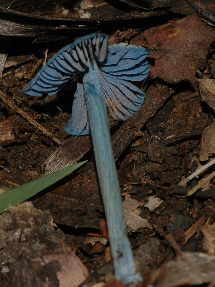 The Nature of Robertson A final look at the Mystery Blue Fungus (Entoloma)