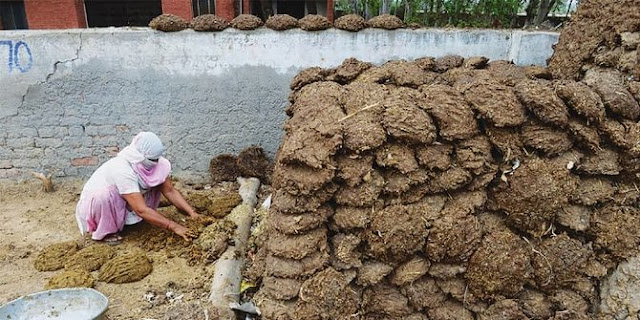 Perang Kotoran Sapi Di India Perang Kotoran Sapi Di India