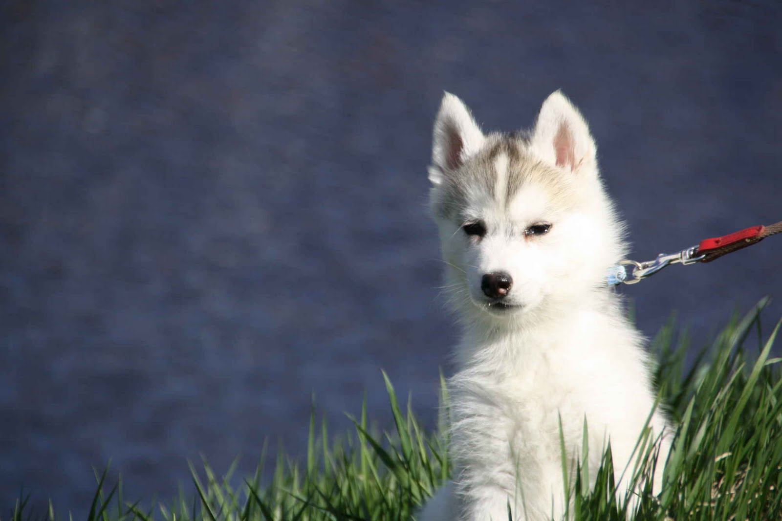 Colours of the Night Najwa de Ciukci