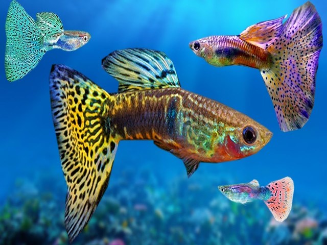 Gambar Ikan Guppy