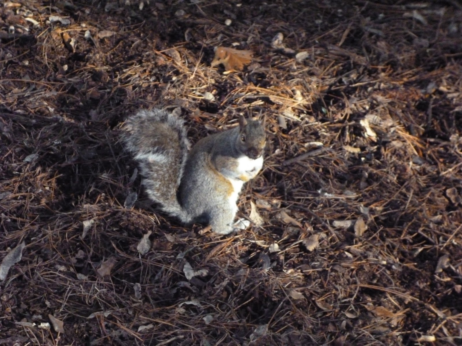 Literary Scribbles Squirrel Nutkin