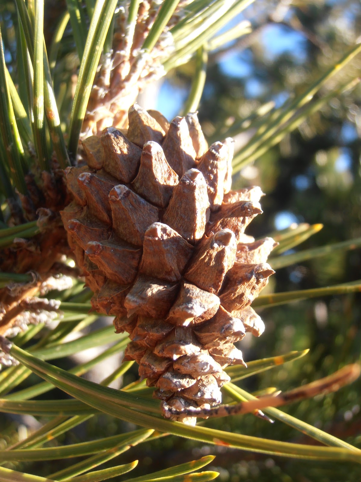 Entre plantas y bichos: Como distinguir especies de pinos