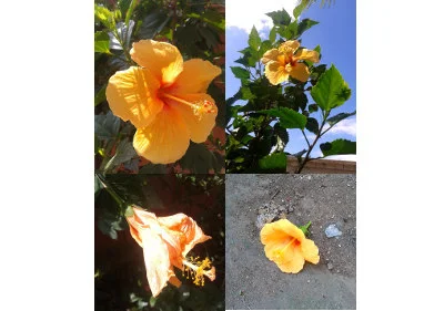 Hibisco amarelo