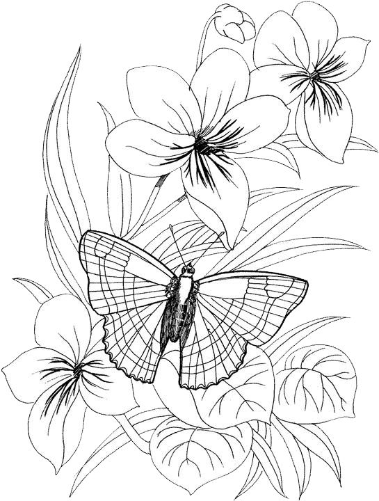 Tranh tô màu con bướm và ba bông hoa