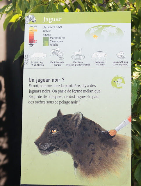 jaguar zoo de vincennes