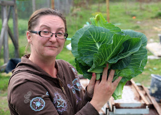 Cabbage harvest Cabbage harvest