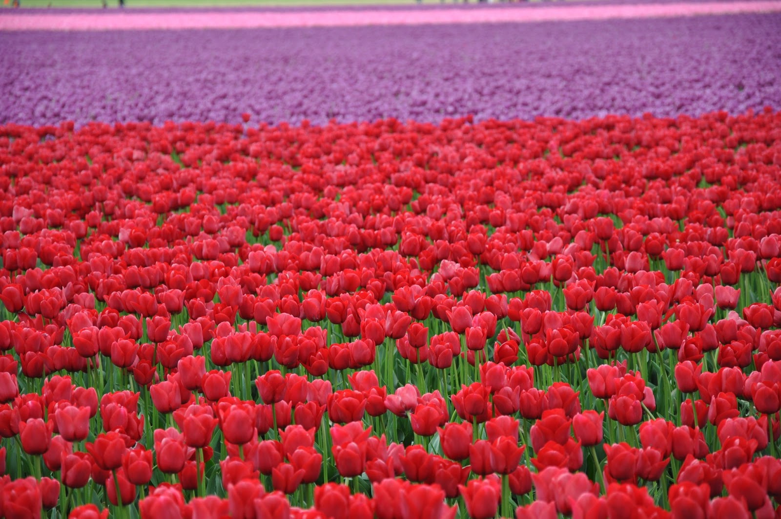 frychik Making tulips out of onions....