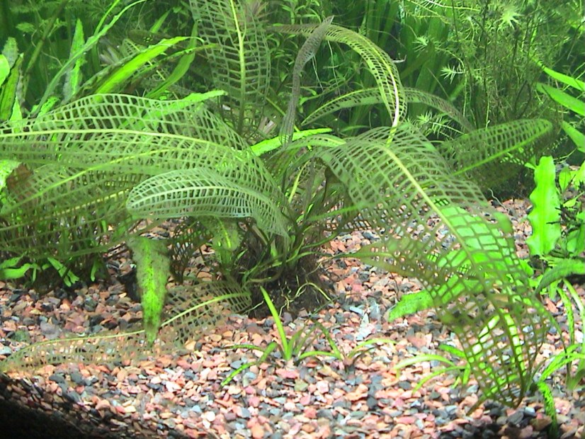 blogpreketek The Secrets of the Madagascar Lace Plant (article)