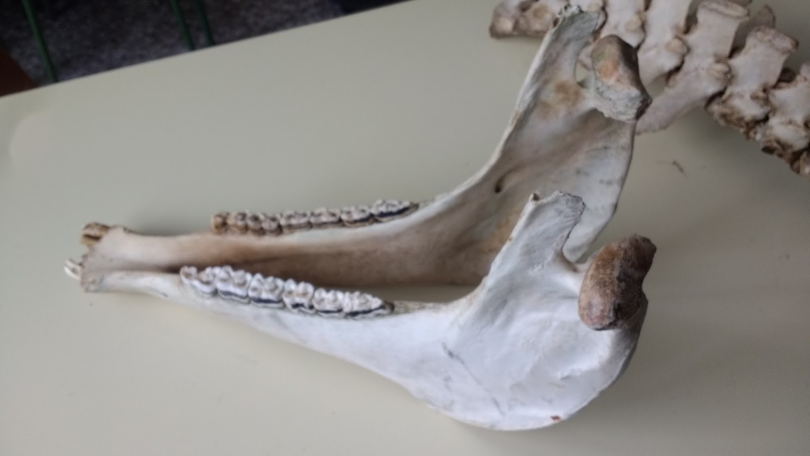 Ramón_English_teacher: Bones!