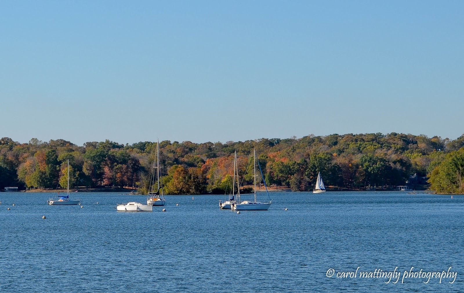 Carol Mattingly Photography Sailboats on Old Hickory Lake