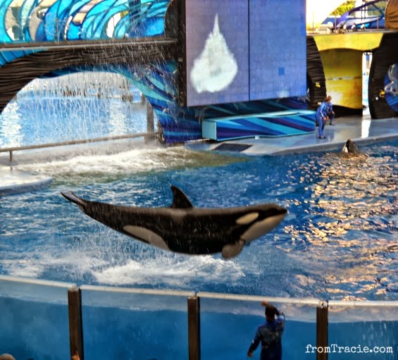 From Tracie: Spooktacular SeaWorld (and Penguins)