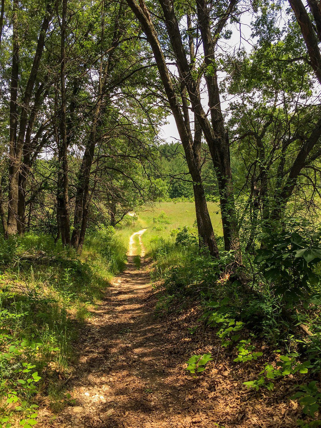 Wisconsin Explorer Hiking the Ice Age Trail Stony Ridge Segment