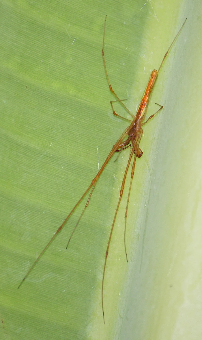 Long-Jawed Spider