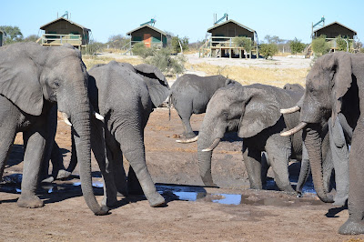 Día 13: De Kasane a Nata. Elephant Sands Lodge - Botswana y Cataratas Victoria. Viaje por libre de 19 dias (7)